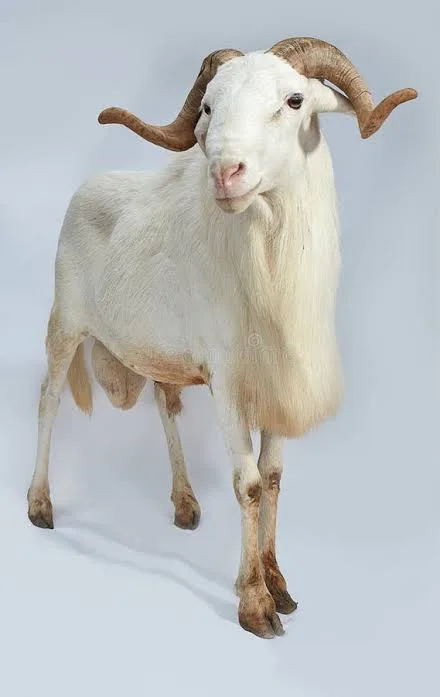 RAM