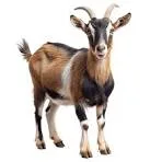 Goat